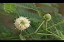銀合歡-花01.jpg