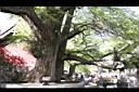 銀杏49.JPG