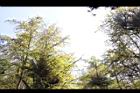 銀杏-黃葉12.JPG