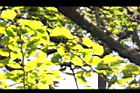 銀杏-黃葉46.JPG