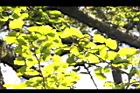 銀杏-黃葉47.JPG