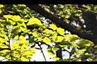 銀杏-黃葉48.JPG