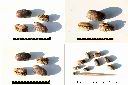 銀海棗-實-種子.jpg