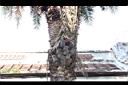 銀海棗-莖00.JPG