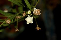 銀膠菊-花53.JPG