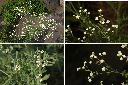 銀膠菊-花1.jpg