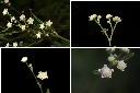 銀膠菊-花2.jpg