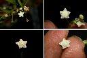 銀膠菊-花3.jpg