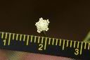 銀膠菊-花56.JPG