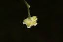 銀膠菊-花萼00.JPG