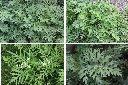 銀膠菊-葉1.jpg
