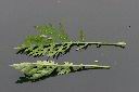 銀膠菊-葉10.jpg