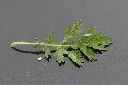 銀膠菊-葉正00.jpg