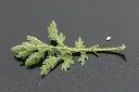 銀膠菊-葉背00.jpg