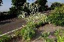 銀膠菊24.JPG