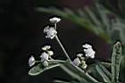 銀膠菊-花00.JPG
