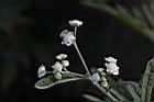 銀膠菊-花01.JPG