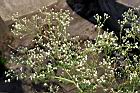 銀膠菊-花02.JPG