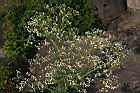 銀膠菊-花04.JPG