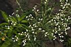 銀膠菊-花06.JPG