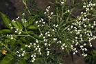 銀膠菊-花07.JPG
