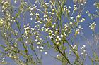 銀膠菊-花08.JPG