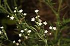 銀膠菊-花09.JPG