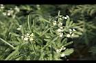 銀膠菊-花11.JPG