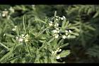 銀膠菊-花12.JPG