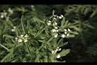 銀膠菊-花14.JPG