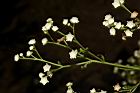 銀膠菊-花16.JPG