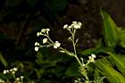 銀膠菊-花17.JPG