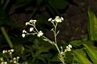 銀膠菊-花18.JPG