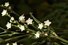 銀膠菊-花20.JPG
