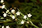 銀膠菊-花21.JPG