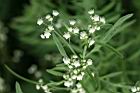 銀膠菊-花23.jpg