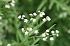 銀膠菊-花24.jpg