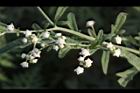 銀膠菊-花25.JPG