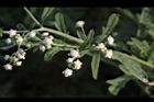 銀膠菊-花26.JPG