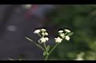 銀膠菊-花27.JPG