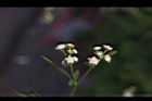 銀膠菊-花28.JPG