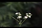 銀膠菊-花29.JPG