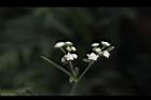 銀膠菊-花30.JPG