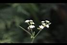 銀膠菊-花31.JPG