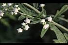 銀膠菊-花32.JPG
