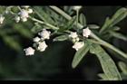 銀膠菊-花33.JPG