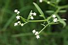 銀膠菊-花34.jpg