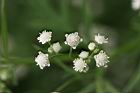銀膠菊-花35.jpg