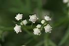 銀膠菊-花36.jpg