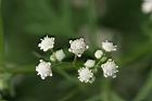 銀膠菊-花37.jpg